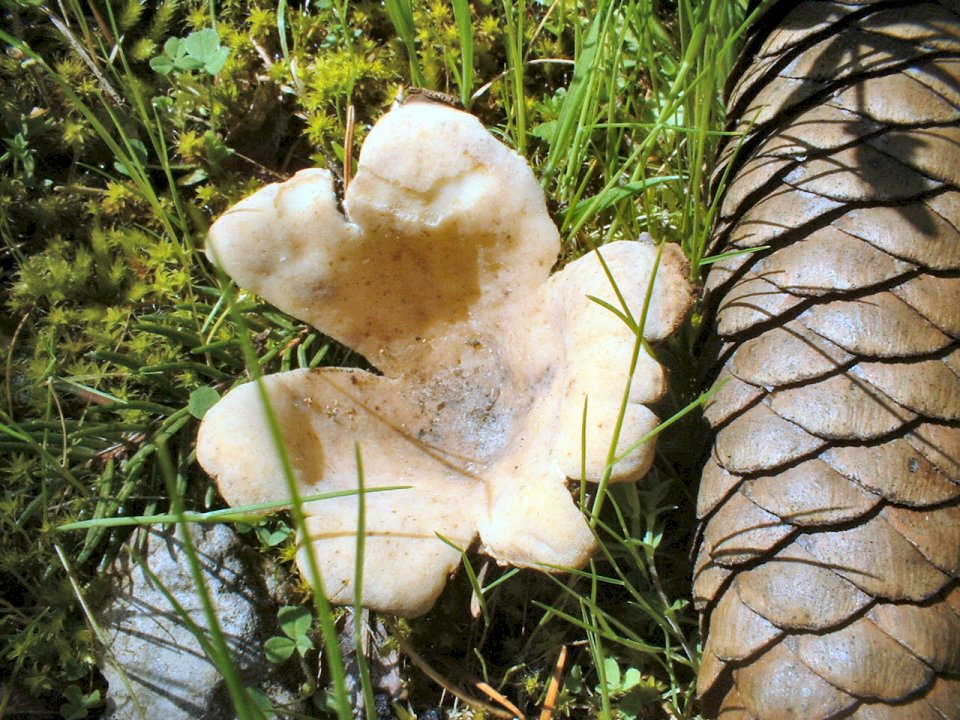 Lycogala epidendron e Geopora sumneriana